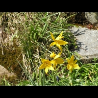 Carlina Acanthifolia (ss-esp. Cynara) (fam. Composees) (Europe) (02)